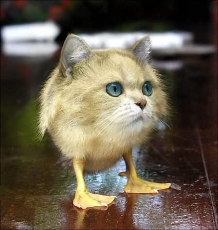 catbird.jpg