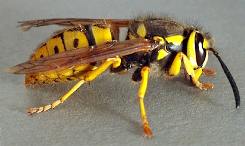 yellow-jacket1.jpg