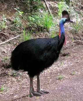 Cassowary