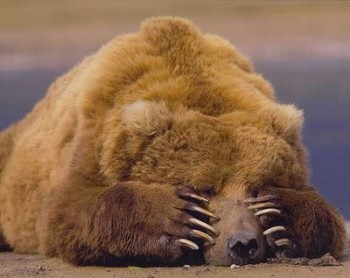 hiding_bear