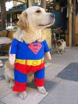 proud_superman_dog_cosplay