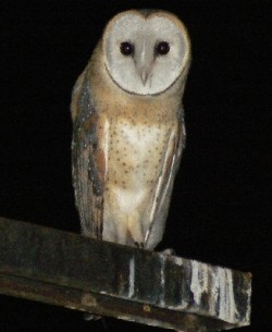 barn-owl-at-night