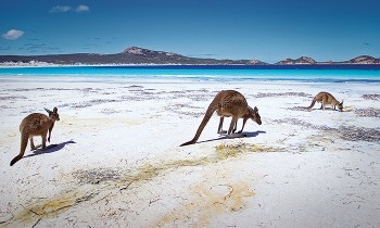 oz-roos_on_beach