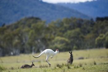 Roo Hopping