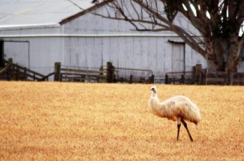 59914_white_emu_by_adamswife