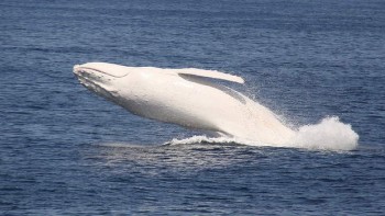 ca-migaloo-wide-20130808150753918051-620x349